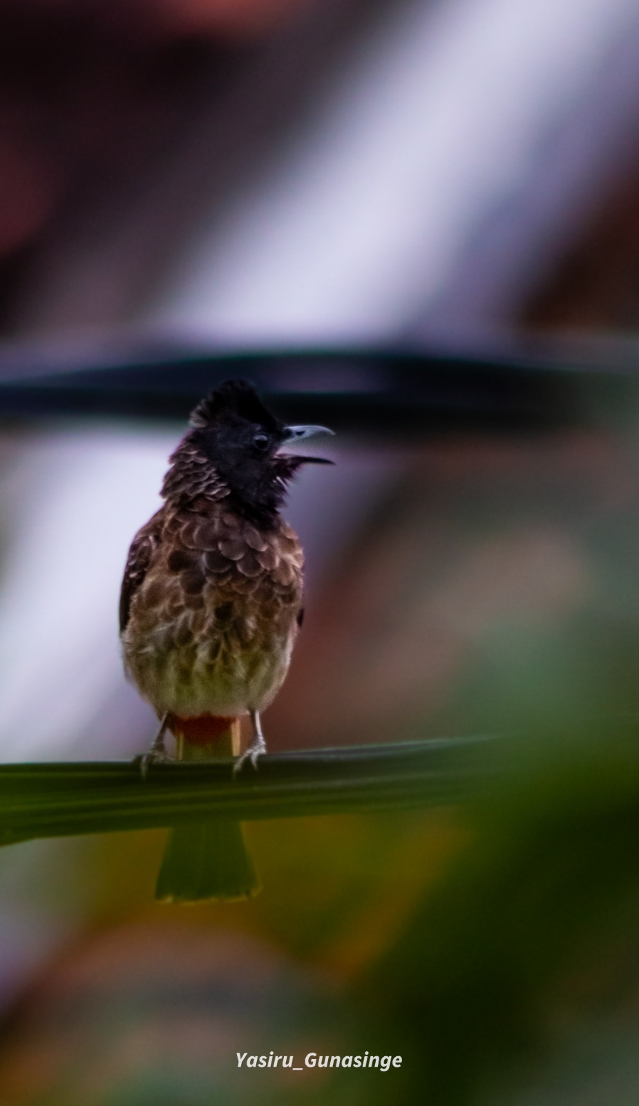 Red-vented Bulbul